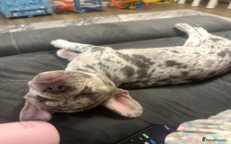 French Bulldog dogs for sale: Merle French bulldog  - Advert 5