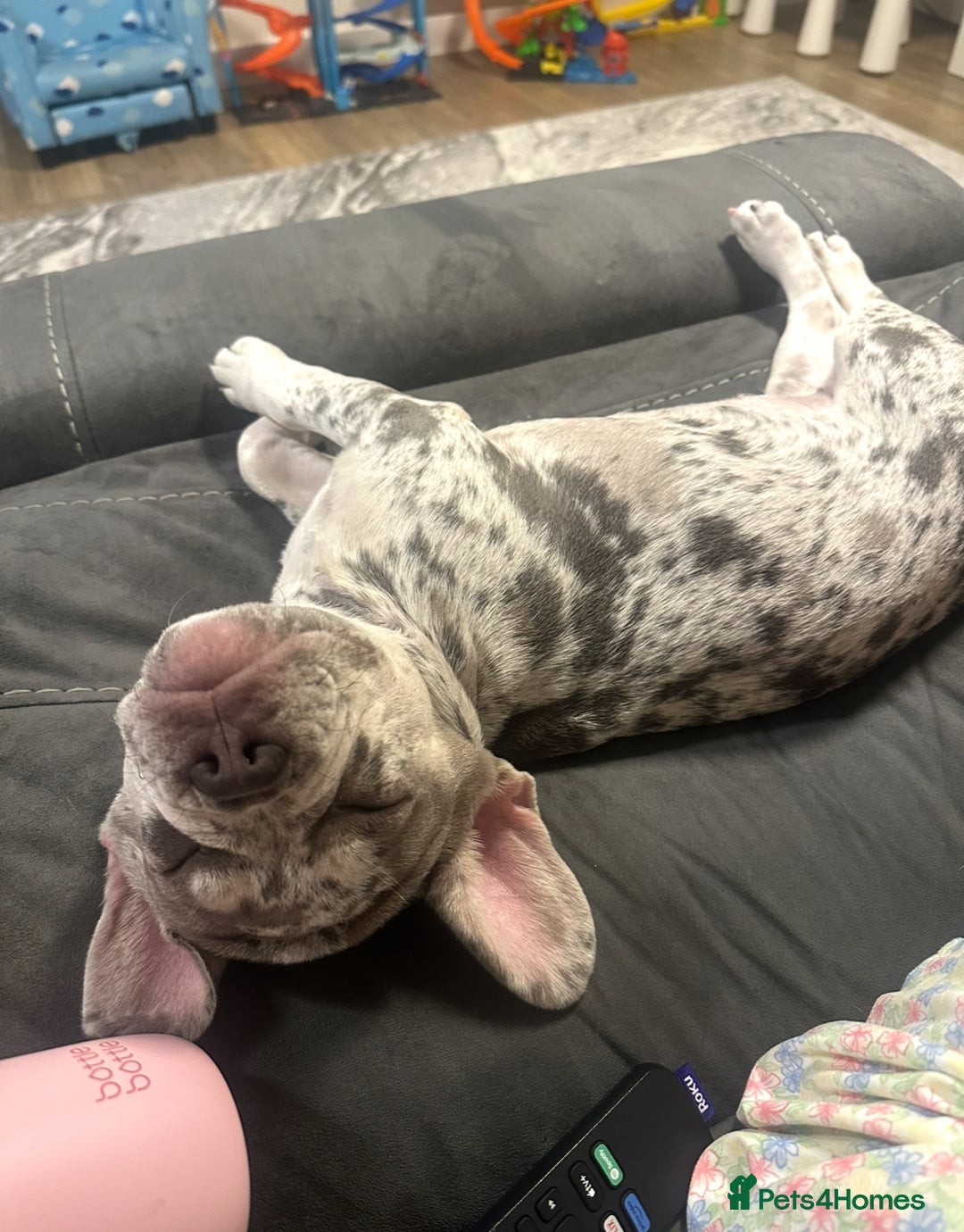 French Bulldog dogs for sale: Merle French bulldog  - Advert 5