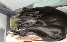 Staffordshire Bull Terrier dogs for sale: STAFFORDSHIRE BULL TERRIOR PUPPIES - Image 17