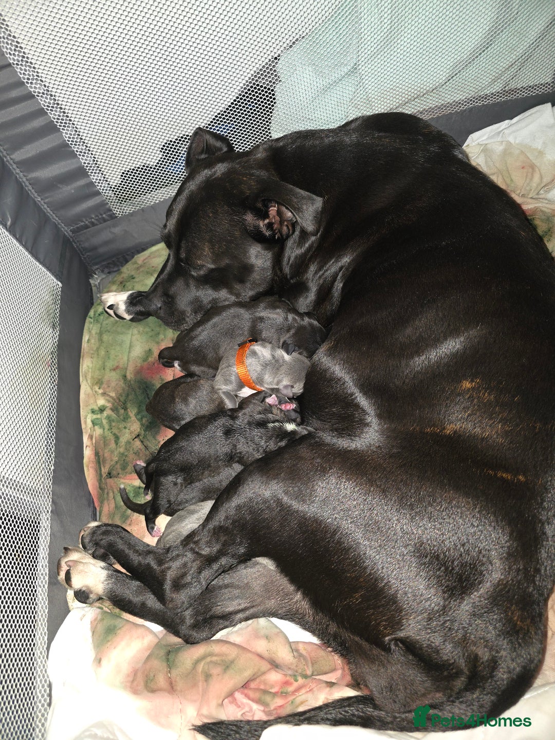 Staffordshire Bull Terrier dogs for sale: STAFFORDSHIRE BULL TERRIOR PUPPIES - Image 17