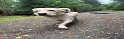 Mixed Breed dogs for adoption: Harvey -Norwich Norfolk  in Norwich - Advert 8