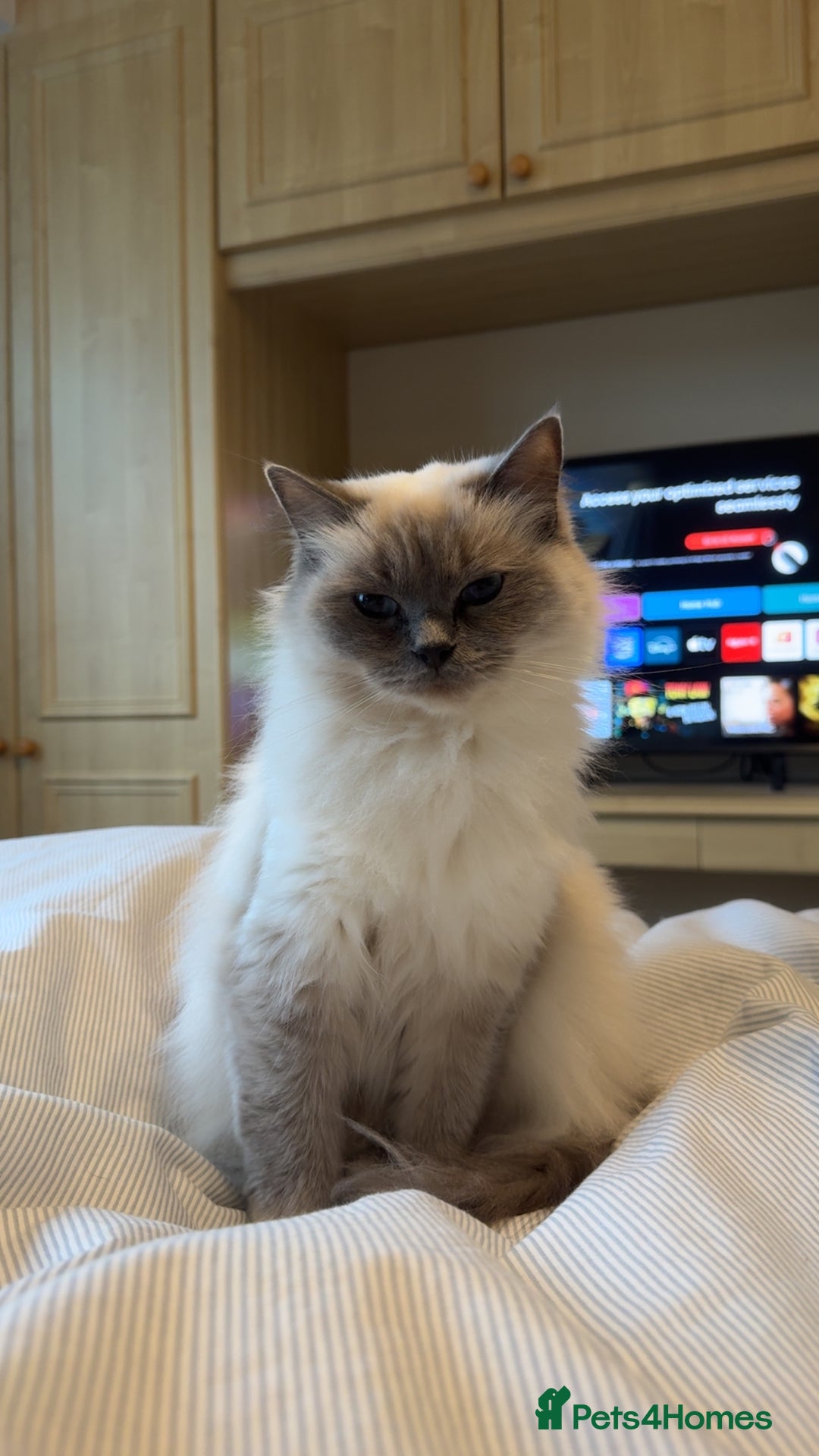 Mixed Breed cats for sale: Mixed, tortoise shell, ragdoll kittens - Advert 3