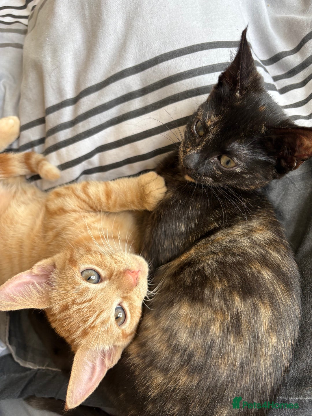 Tibetan cats for sale: Brother and sister  - Image 3