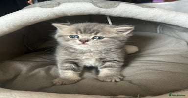 Scottish Fold cats - Advert 10
