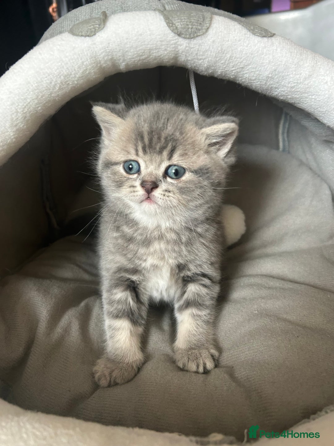 Scottish Fold cats for sale: Pure breed SCOTTISH FOLD - Image 3
