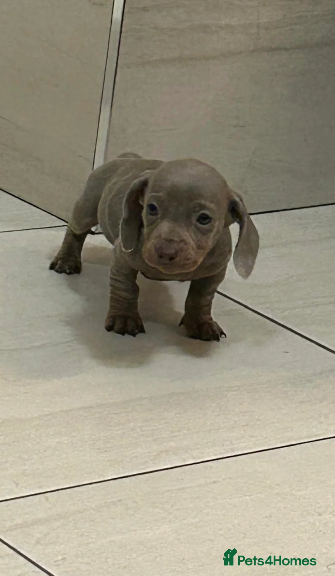 Miniature Dachshund dogs for sale: Miniature dachshund puppies  - Advert 7