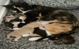 Domestic Shorthair cats for sale: Kitten needs a home! - Image 4