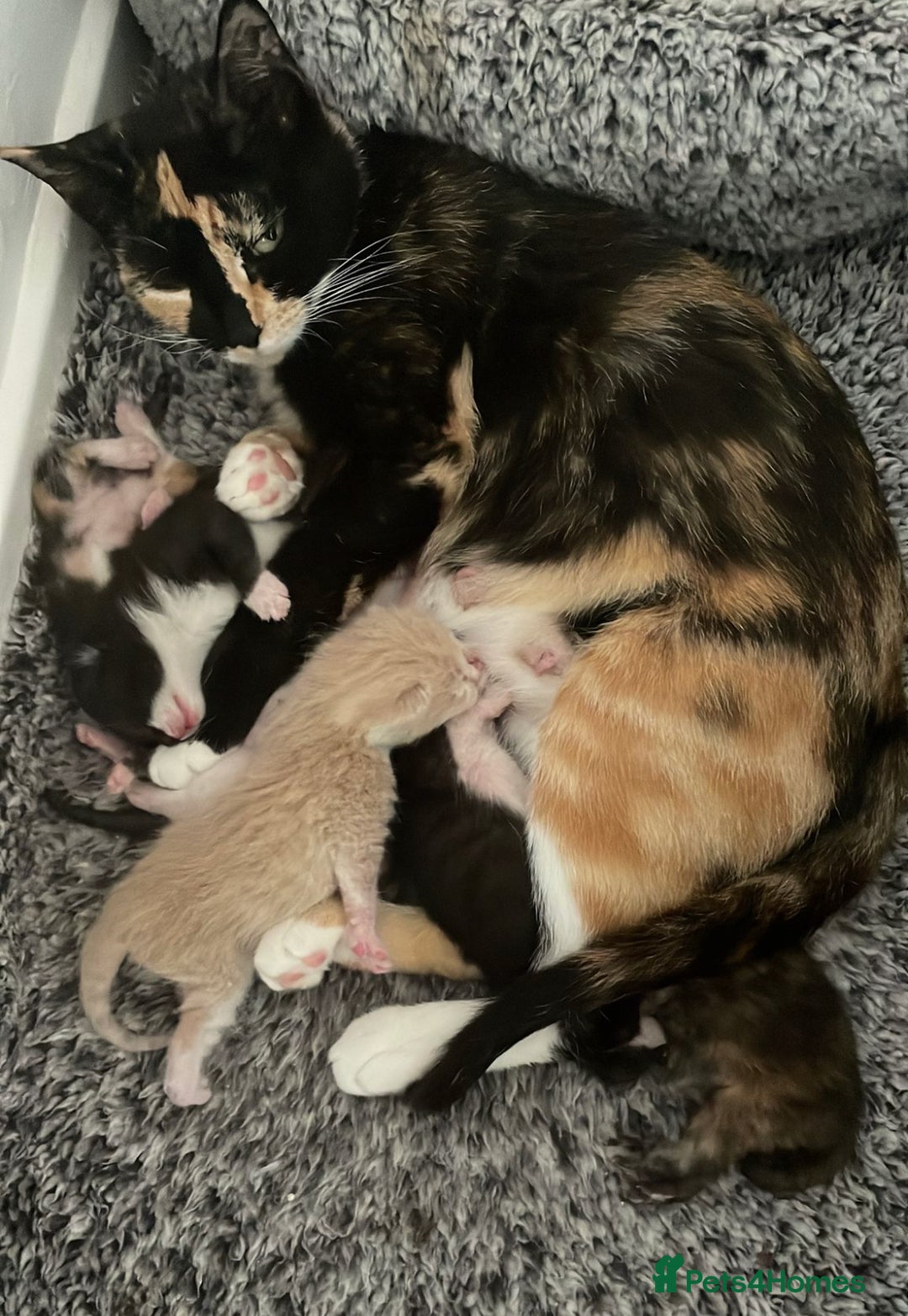 Domestic Shorthair cats for sale: Kitten needs a home! - Image 4