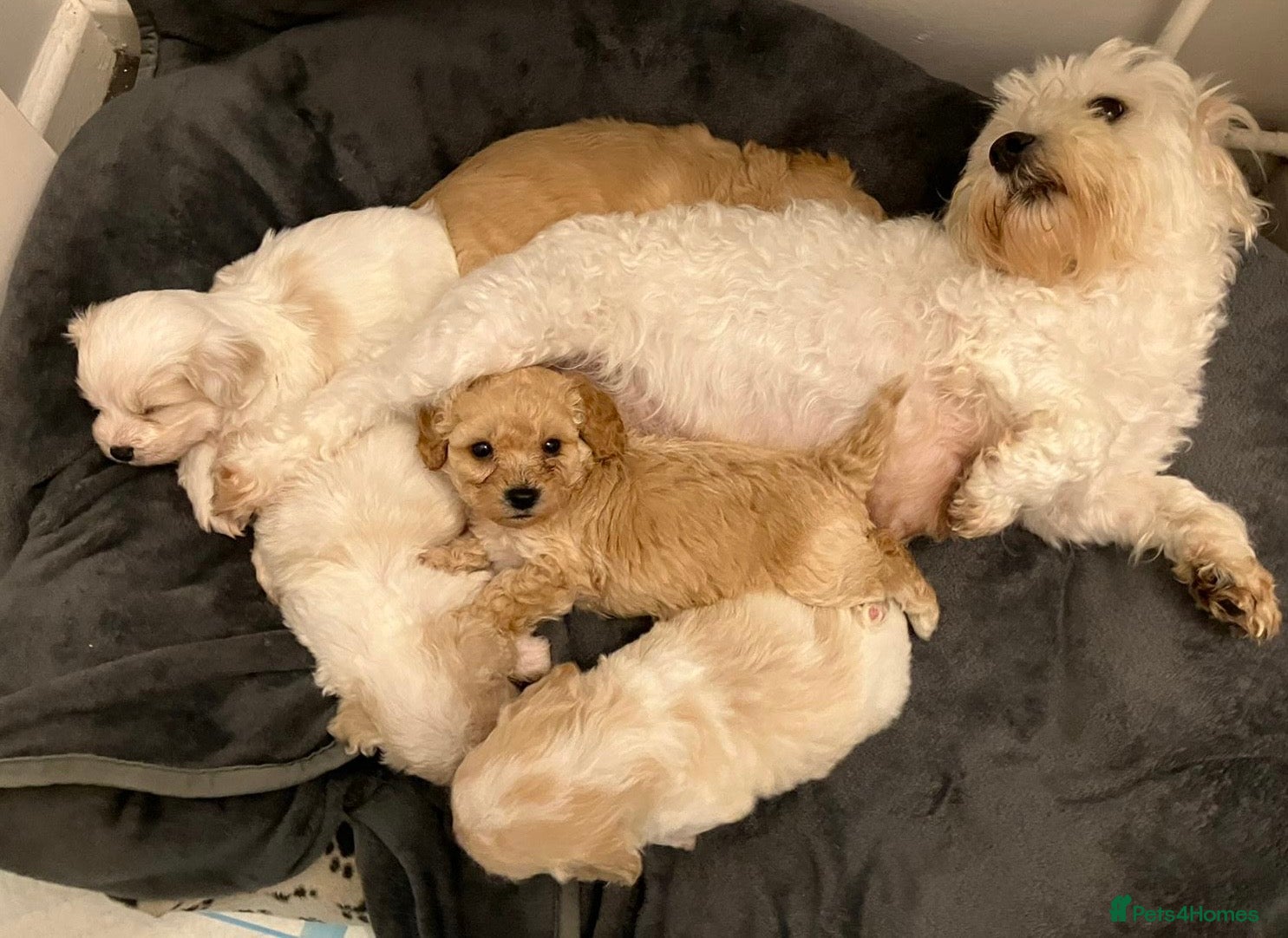 Cavapoo dogs Beautiful Cavapoo puppies 🐶  - Advert 2