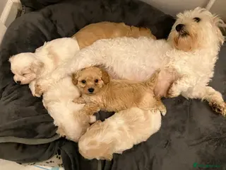 Cavapoo dogs Beautiful Cavapoo puppies 🐶 - Advert 4