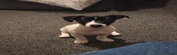Jack Russell dogs for sale: Lovely jack russell sadly needs a new home. - Advert 5