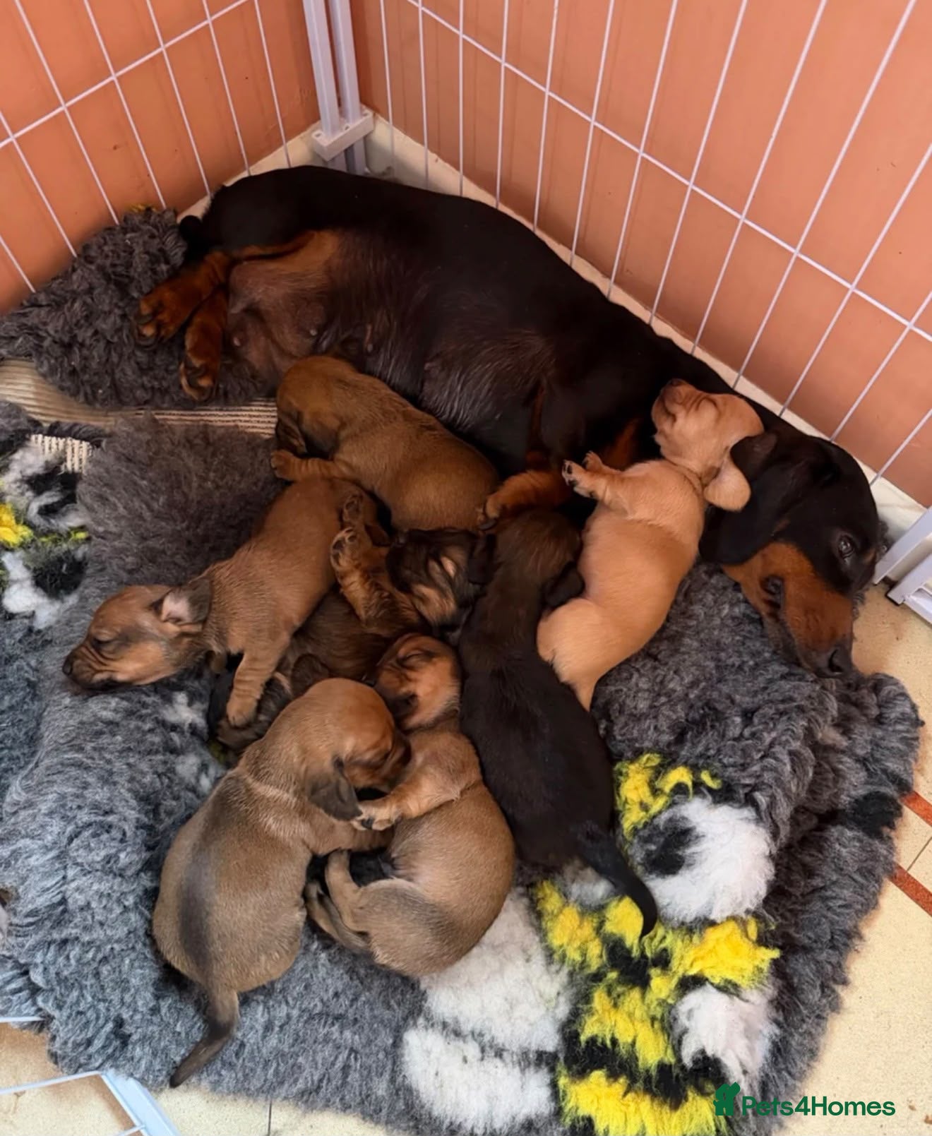 Miniature Dachshund dogs Fox red - Advert 6