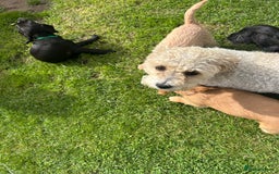 Mixed Breed dogs for sale: Jackapoo spaniel cross - hound puppies  - Image 30