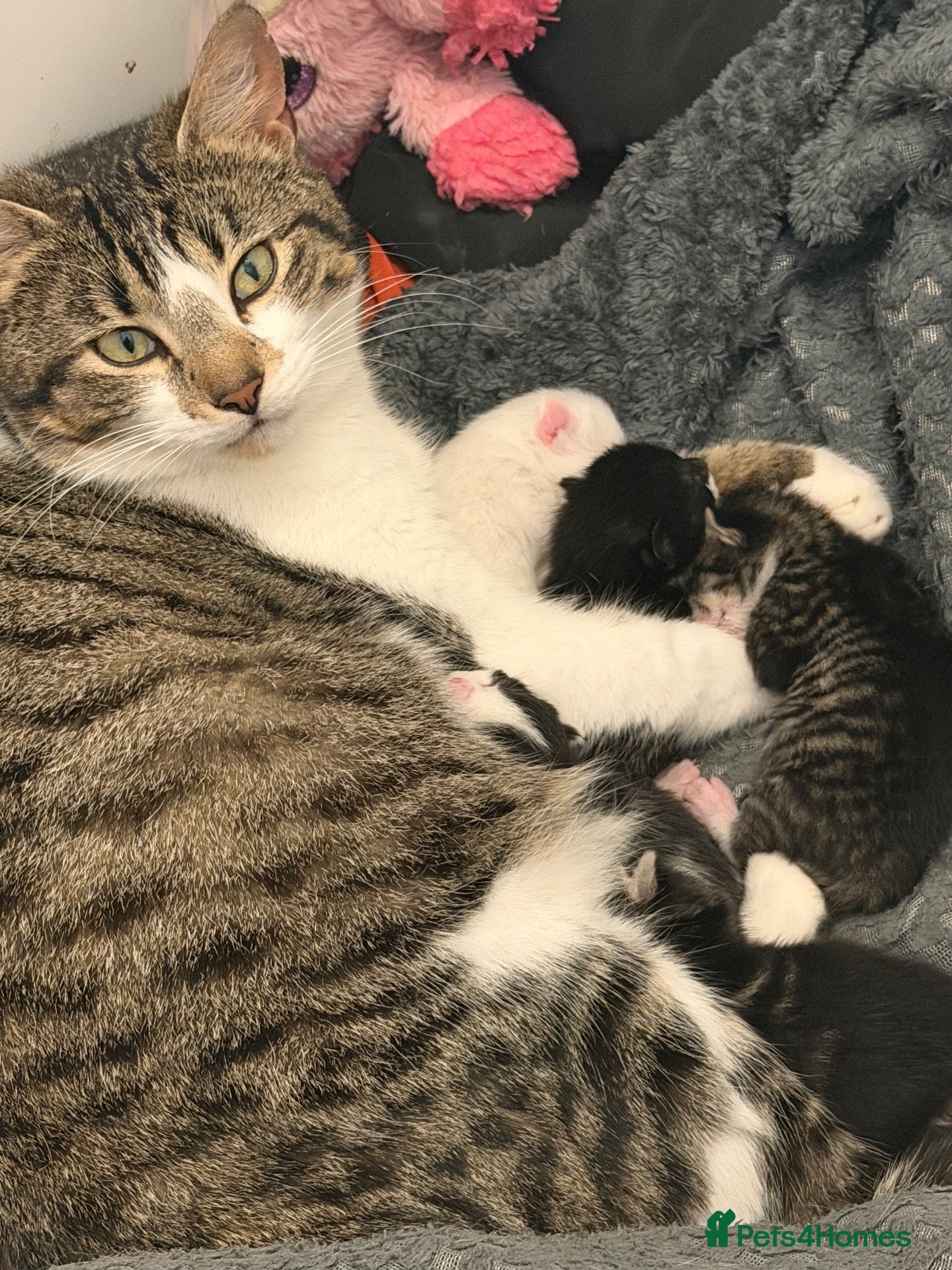 Mixed Breed cats for sale: two female kittens  - Advert 1