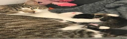 Mixed Breed cats for sale: two female kittens  - Advert 1