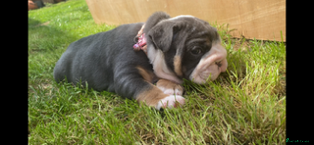 English Bulldog dogs for sale: *REDUCED* English Bulldog Puppies - Image 29