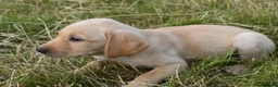 Labrador Retriever dogs for sale: Stunning Working Pedigree Labrador Puppies  - Advert 7