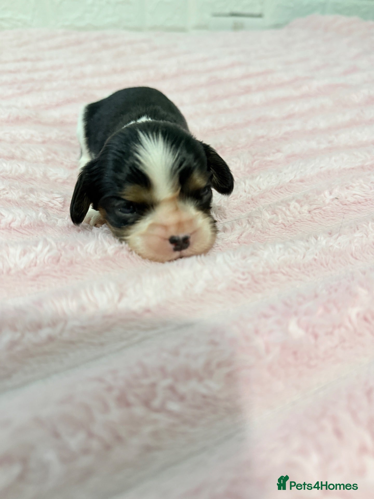 Cavalier King Charles Spaniel dogs Tri coloured and Black and Tan cavalier puppies  - Advert 2