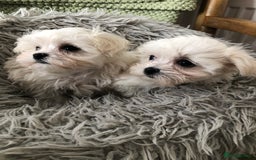 Maltese dogs for sale: Maltese puppies  - Image 2