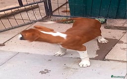 Boxer dogs for sale: Last KC Puppy looking for their forever home - Image 16