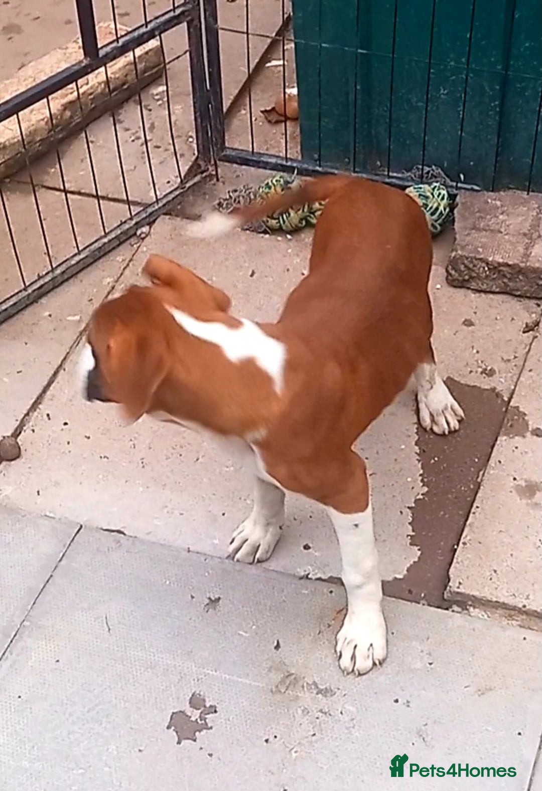 Boxer dogs for sale: Last KC Puppy looking for their forever home - Image 16