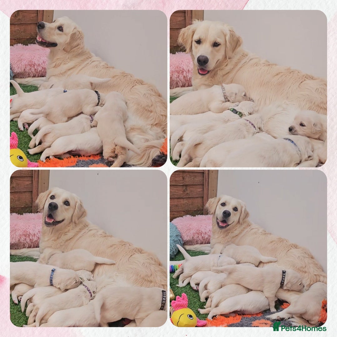 Golden Retriever dogs for sale: 9 KC registered, from imported lines puppies  - Image 9