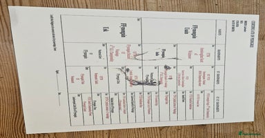 Labrador Retriever dogs - Advert 10