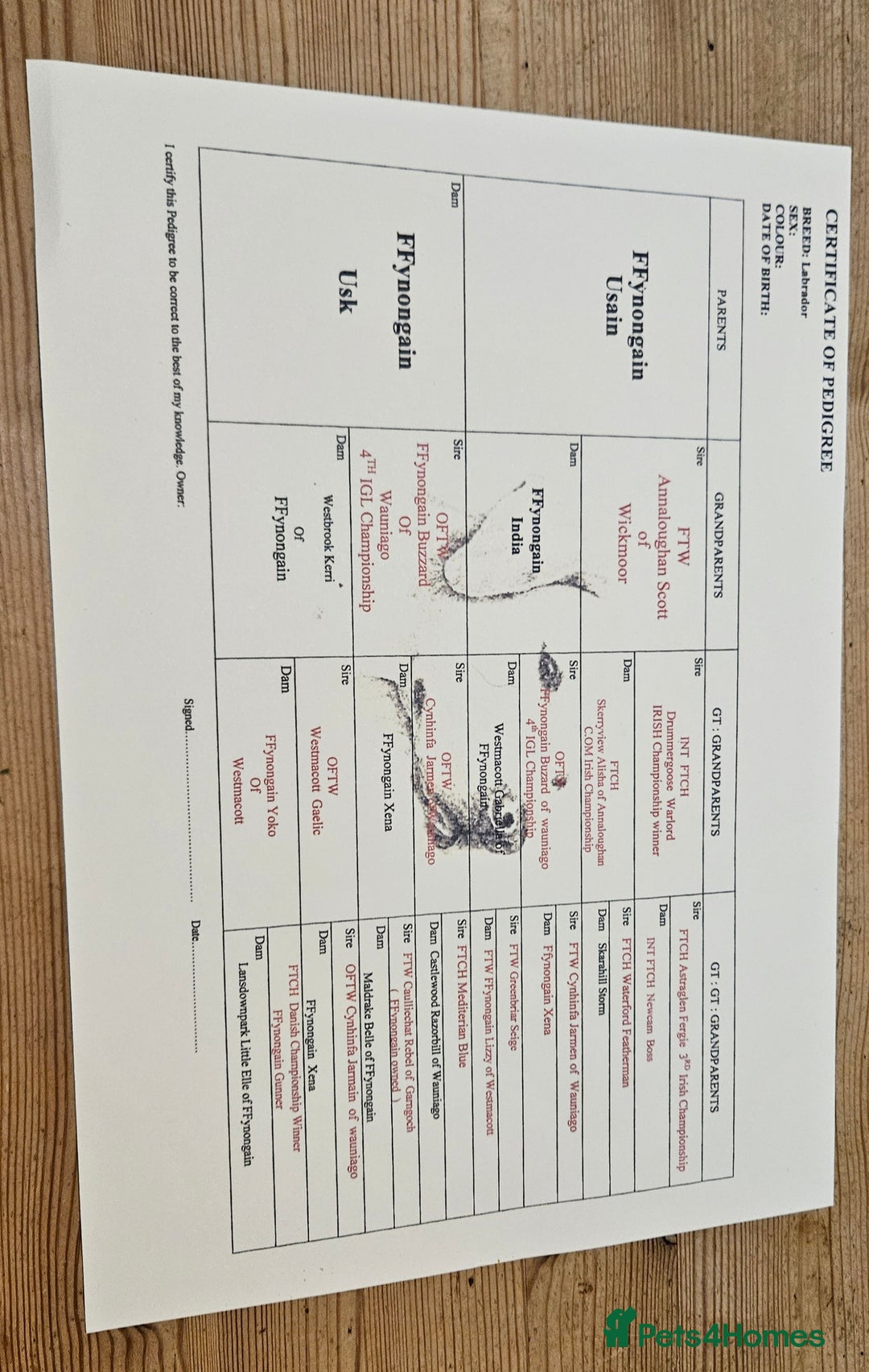 Labrador Retriever dogs for sale: Quality Litter of Labrador pups  - Image 3