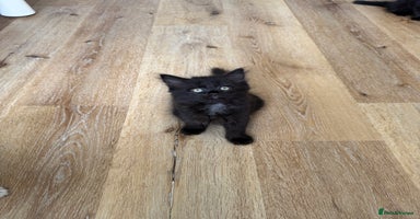 Persian cats - Advert 9