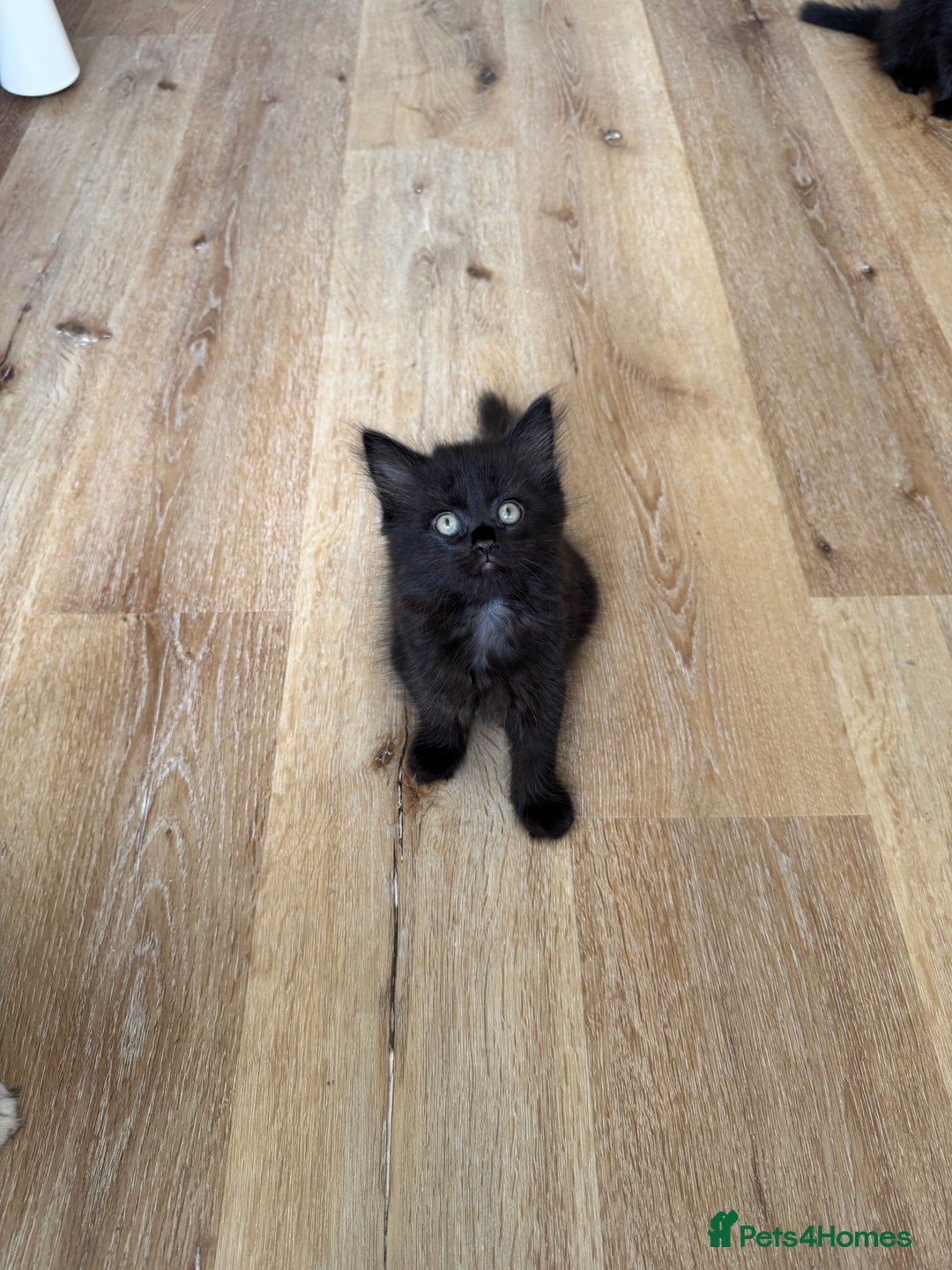 Persian cats for sale: Persian / British shorthair mix 🩷8 weeks old 🩷 - Image 10