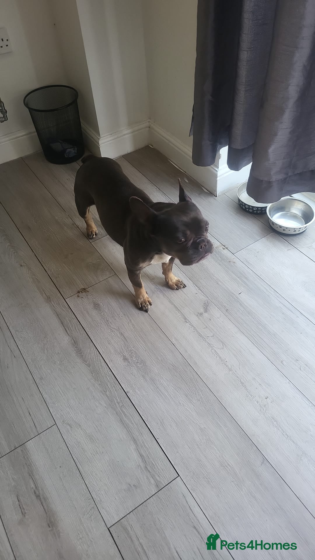French Bulldog dogs 🐾ZEE (ZEENA) – A Little Frenchie with a Big Heart - Advert 11