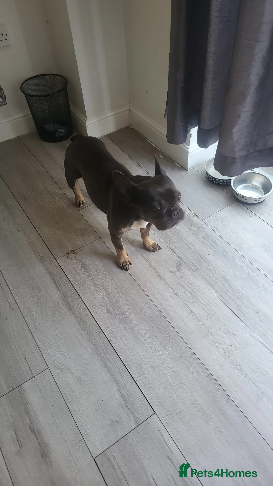 French Bulldog dogs for adoption: 🐾ZEE (ZEENA) – A Little Frenchie with a Big Heart in Nottingham - Advert 1