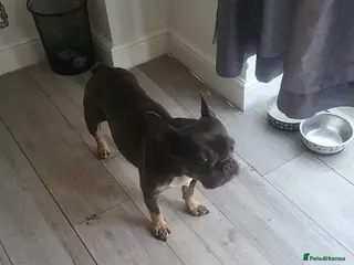 French Bulldog dogs 🐾ZEE (ZEENA) – A Little Frenchie with a Big Heart - Advert 1