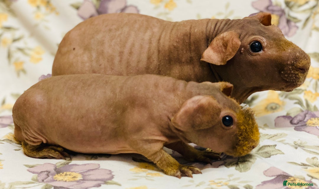 Guinea Pig rodents for sale: Skinny pig, werewolf and Baldwin breeder - Advert 1