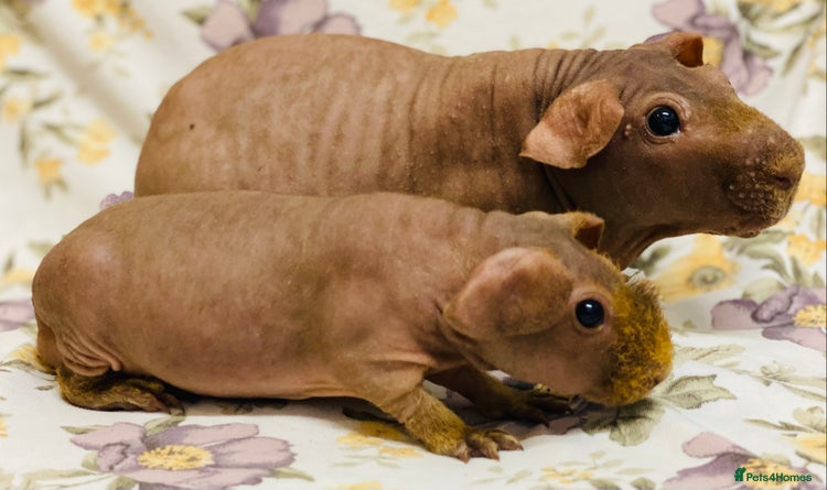 Guinea Pig rodents Skinny pig, werewolf and Baldwin breeder - Advert 3