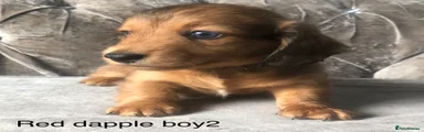 Miniature long haired Dachshund Puppy red dapple boy2