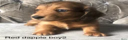 Miniature Dachshund dogs for sale: Miniature long haired dachshund puppies - Advert 6