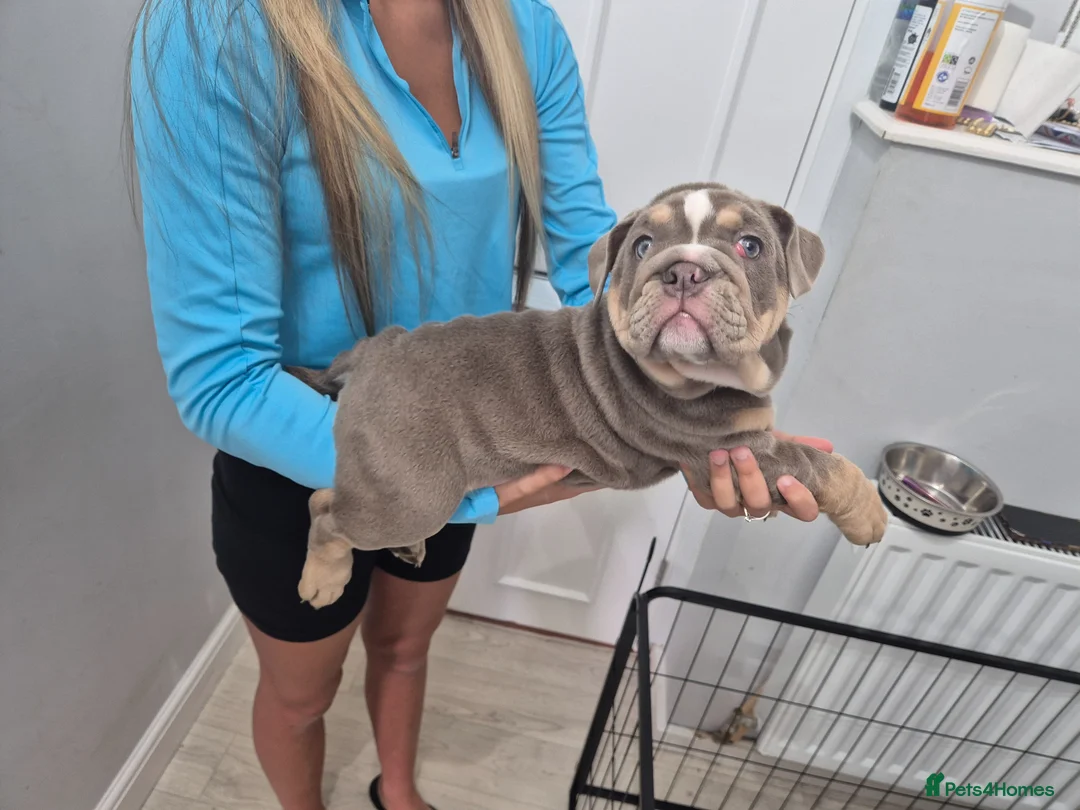 English Bulldog dogs for sale: English bulldog puppy - Advert 2