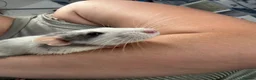 Rat rodents for sale: Five Exceptionally Friendly Dumbo rats  - Advert 2