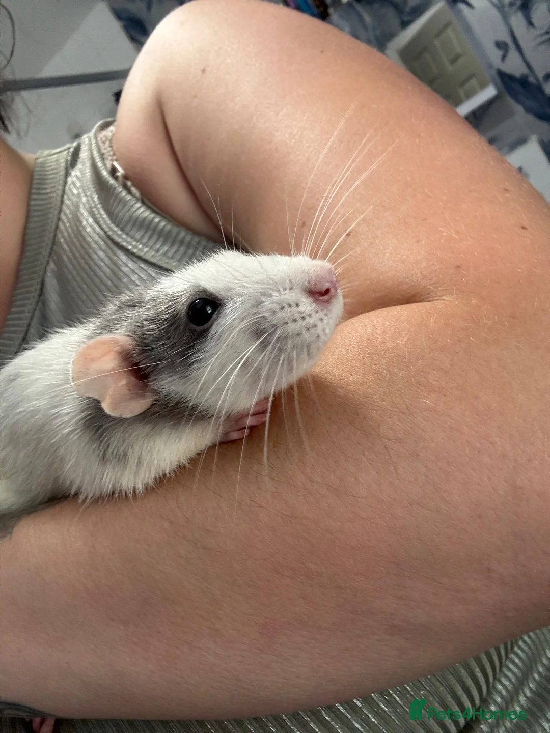 Rat rodents for sale: Five Exceptionally Friendly Dumbo rats  - Advert 2