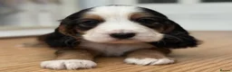 Cocker Spaniel dogs for sale: Cocker Spaniel puppies  in Widnes - Advert 7