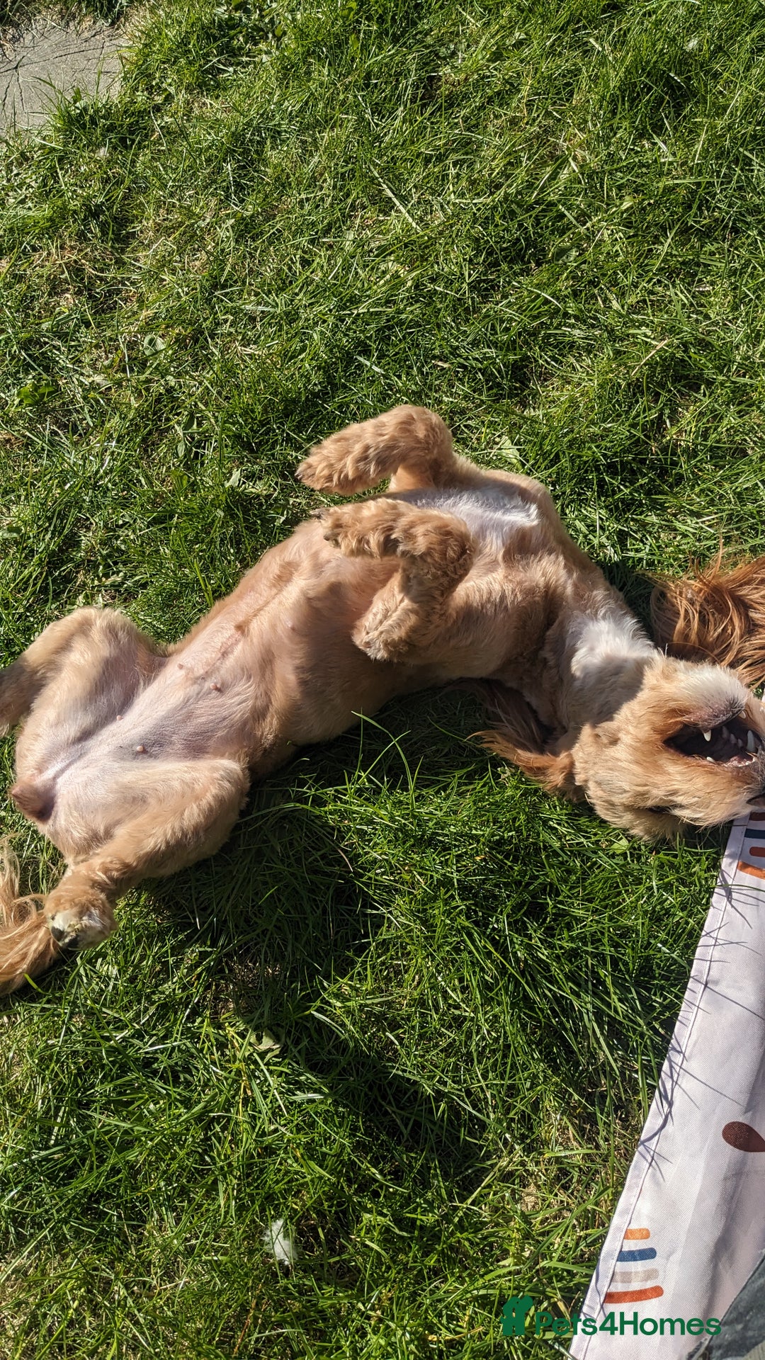 Jackapoo dogs for sale: Almost 3 year old Jackapoo family dog - Image 5