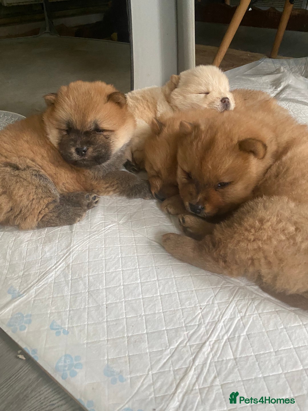 Chow Chow dogs for sale: Chow chow puppies  - Advert 8