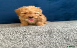 Cockapoo dogs for sale: Ready to go beautiful puppies  - Advert 9