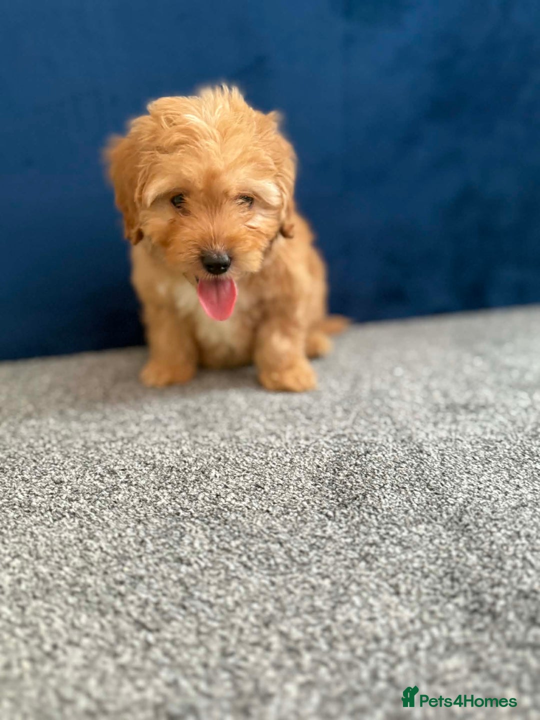 Cockapoo dogs for sale: Ready to go beautiful puppies  - Advert 9