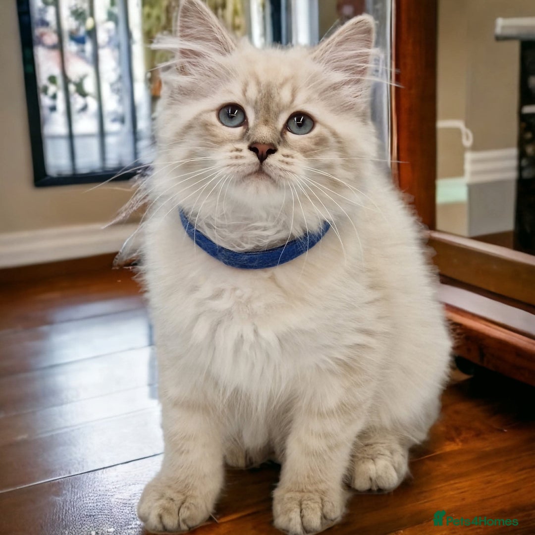 Siberian cats for sale: Blue Eyed Siberian Blue Point Kittens - Advert 3