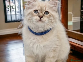 Siberian cats Blue Eyed Siberian Blue Point Kittens - Advert 9