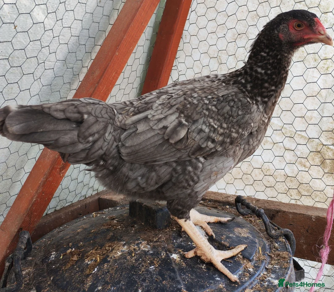 Mixed Breed poultry for sale: POL hybrid hens  - Advert 2