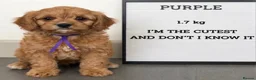 Cavapoo dogs for sale: Pedigree Cavapoo puppies health tested READY NOW - Advert 4