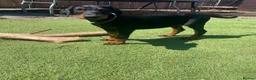 Dobermann dogs for sale: Dobermann Pup Last one  - Advert 3